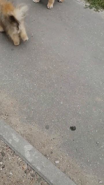 Meeting with Spitz (Встреча с шпицами) смотреть онлайн