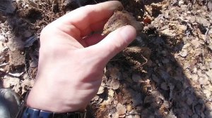Minelab X-Terra Elite. Поиск хутора в лесу.