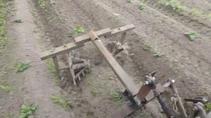 Прополка картошки ежами МТЗ - 132н