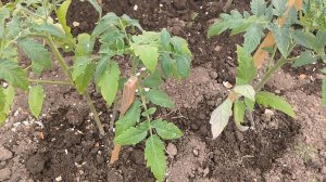 Чем подкормить томаты после высадки в грунт? Первая важная подкормка томатов после посадки