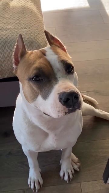 Жирный Амстафф #amstaff #shortvideo #staff #pitbull #shorts смотреть онлайн