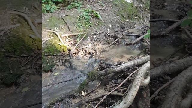 Воробъевы горы, лес и тропинки 17 июля 2018 г. смотреть онлайн