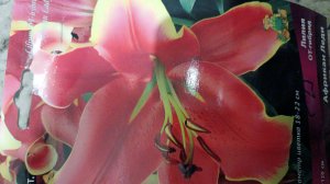 В описании видео сортА лилий, выгонка лилий в мае, эксперимент