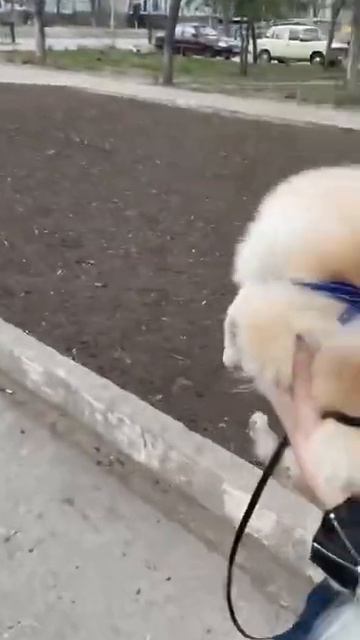 Прогулочное зло 😤#animals #funny #funnyvideos #шпиц #ukraine #популярное #гуляем смотреть онлайн