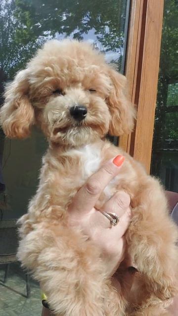 #мальтипу мини МЭРС F1 крошка в продаже Питомник Кастр? смотреть онлайн