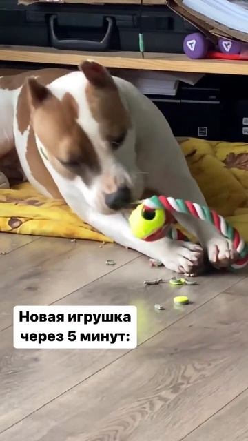 Новая игрушка Амстафф #shorts #shortvideo #subscribe #staff #amstaff #pitbull смотреть онлайн