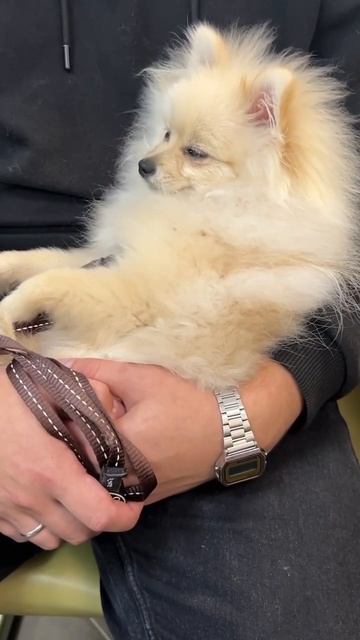 Когда очень хочешь спать, но приходится ходить с родителями по делам 😂 смотреть онлайн