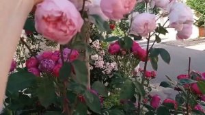 Розы Аскот, Мадам Фигаро, Элнвик Роуз. Идеальное сочетание!