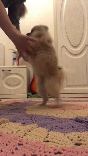 Пляшущий шпиц Лаки #смешныеживотные #шпиц #танцышманцы #смешныевидео