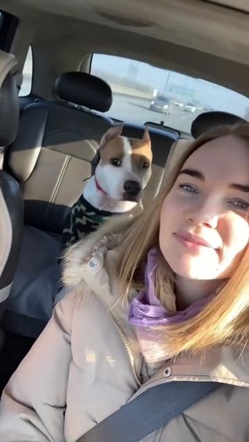 Почему собака всегда с нами #shortvideo #собака #staff #юмор #стаффорд #pitbull #стафф смотреть онлайн