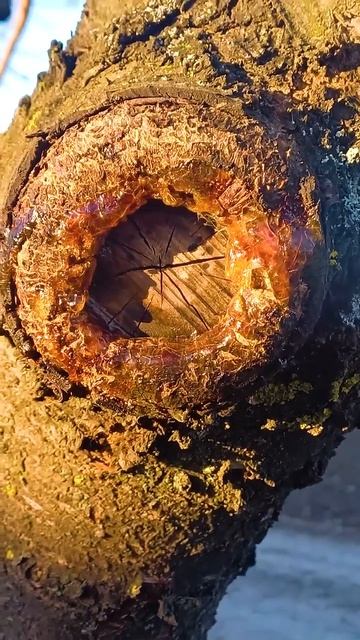 Обрізка саду навесні: як правильно різати дерева та як смотреть онлайн