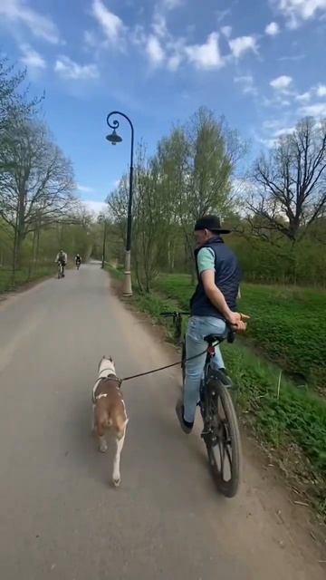 Беговая собака Амстафф #amstaff #shortvideo #staff #pitbull #булли #bully #staffordshireterrier смотреть онлайн