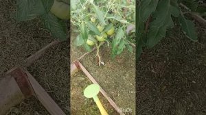 Сапропель концентрат - подкармливаю огородные культу?