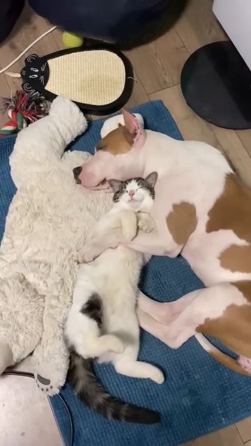 Жестокий Амстафф #shorts #shortvideo #amstaff #staff #pitbull смотреть онлайн