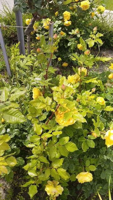 расслабляющая музыка. прекрасные розы смотреть онлайн