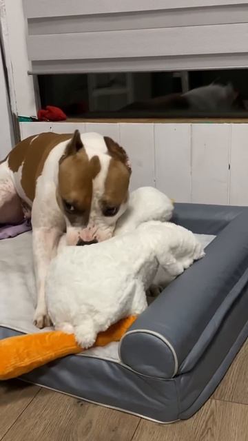 Собака - блогер #americanbully #pets #doglife #амстафф #стаффорд #собака #собакадругчеловека смотреть онлайн