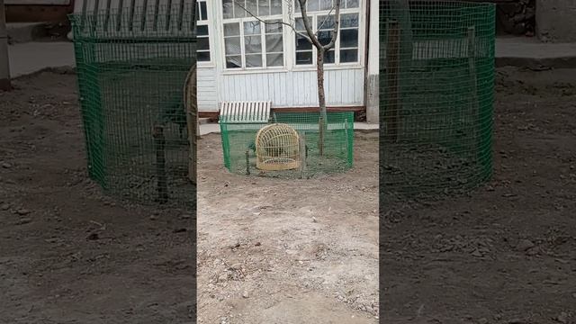 чучаи 8 моха смотреть онлайн