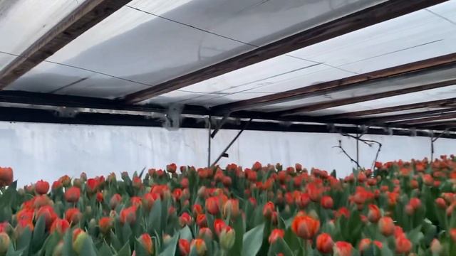 Белый тюльпан Апдейт - что с ним не так в этом году? 22.02. смотреть онлайн