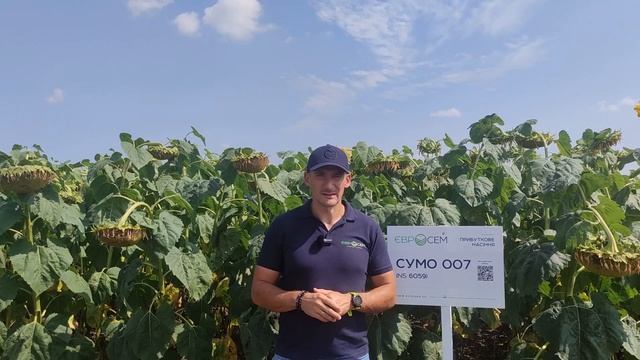 Сумо 007 (NS 6059) смотреть онлайн