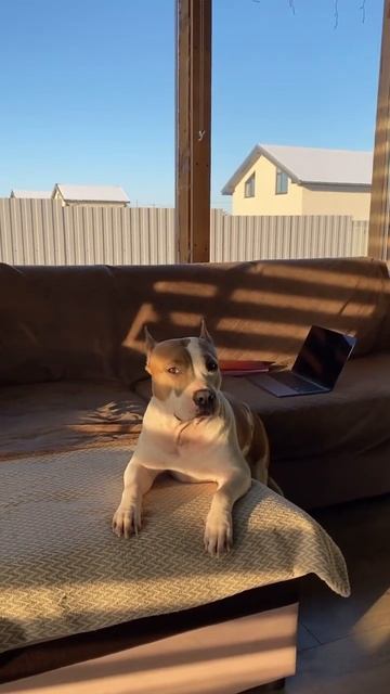 Стаффорд треплет нервы #shortvideo #amstaff #staff #стаффорд #стаффордширскийтерьер смотреть онлайн