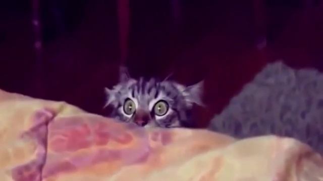 ох  уж эти животные, приколы