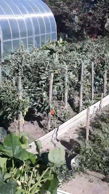 #погода#Барнаул 15июля смотреть онлайн