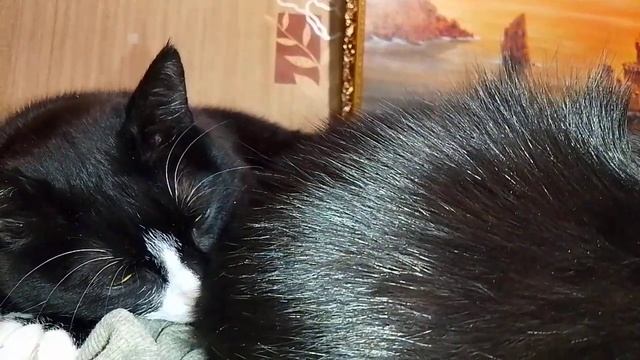 ЧАСТЬ 2-я. КОГТИ И ОБОИ!!! 🙀🤦НЕ УСПЕЛА ДОДЕЛАТЬ!!! 🤷😱 смотреть онлайн