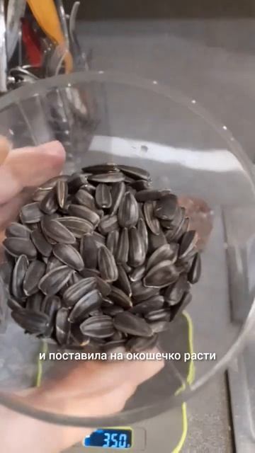 Витаминчики в январе #семечки #микрозелень #микрозеле? смотреть онлайн