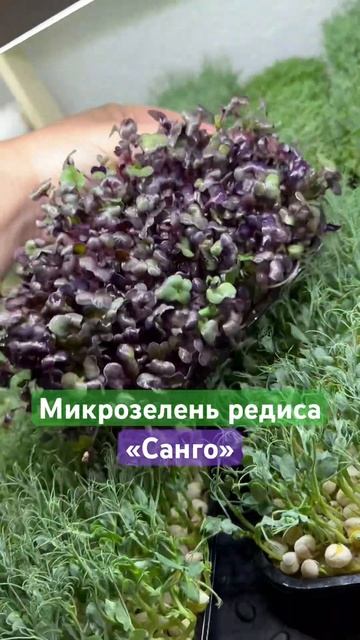 Микрозелень редиса «Санго» #микрозелень #microgreens