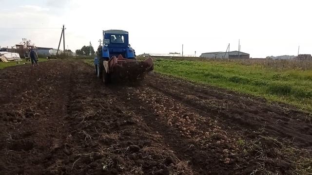 Копаем картошку трактором Т-40. #урожай #копаем #т40ам смотреть онлайн