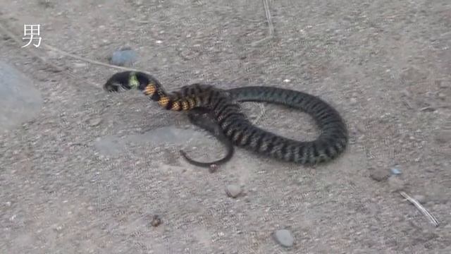 Тигровый уж. Russia, the Far East, snakes - Rhabdophis tigrinus(Latin) смотреть онлайн