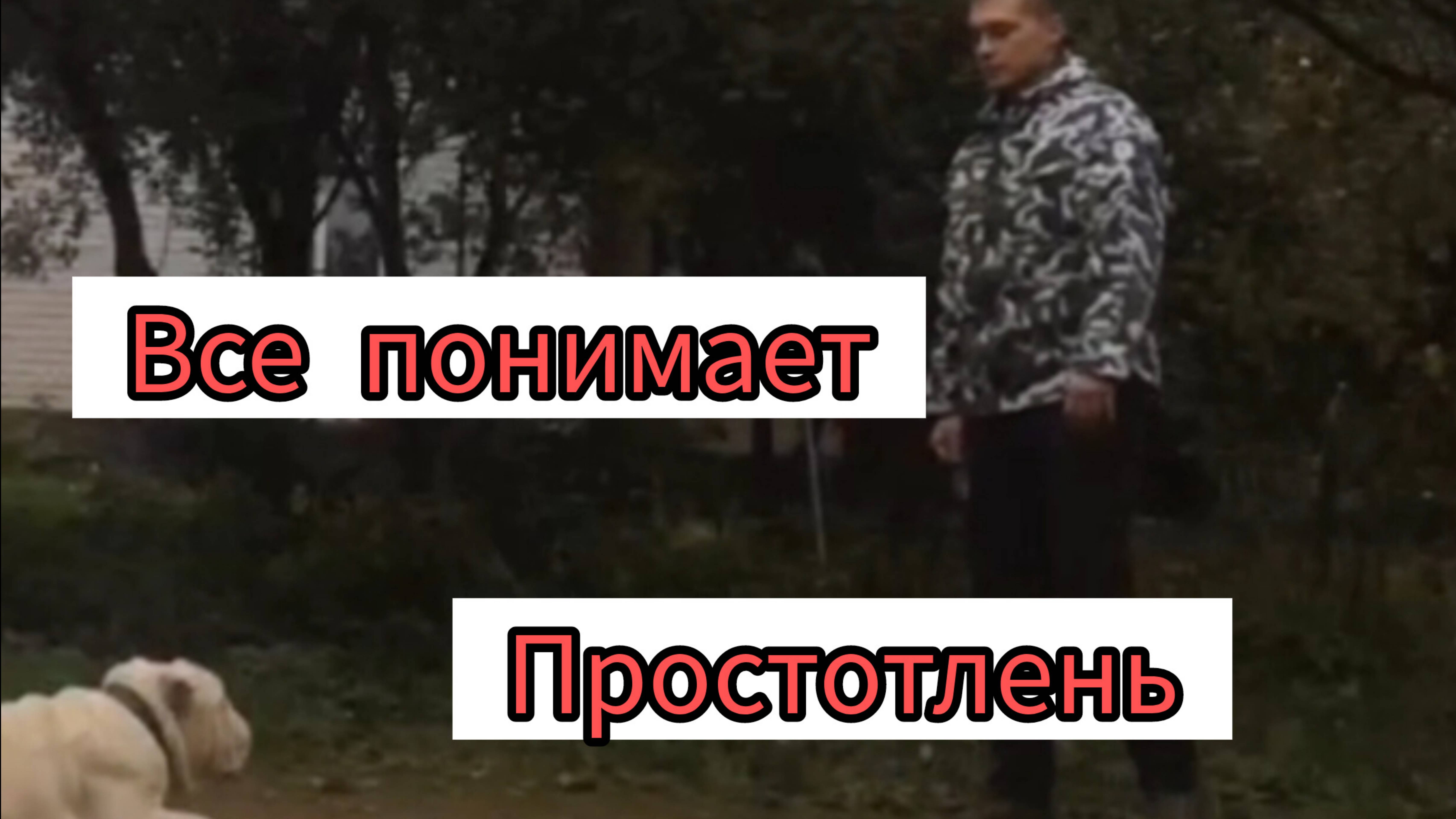 Английский бульдог, начало дрессировки.#дрессировкасобаки #английскийбульдог #место смотреть онлайн