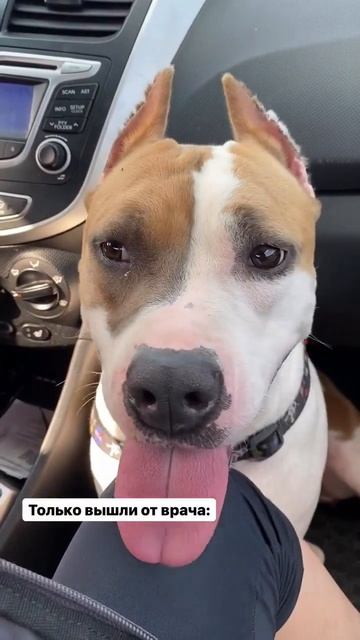 Амстафф у врача #shorts #shortvideo #staff #amstaff смотреть онлайн