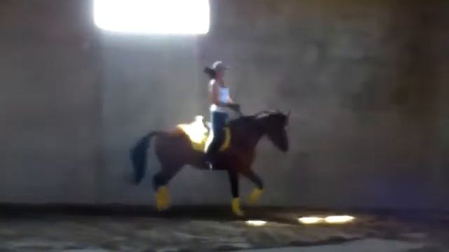 Амадео рысь.MP4