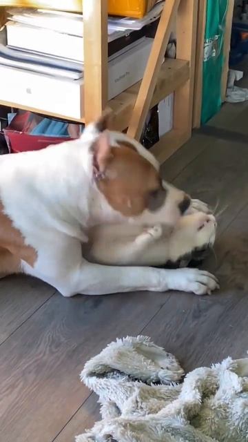 Амстафф не может без друзей #shorts #shortvideo #staff #subscribe #amstaff #pitbull смотреть онлайн