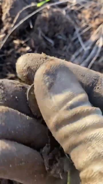 Вскрыл тайник деда Хабара! Коп! Коп с металлоискателем смотреть онлайн