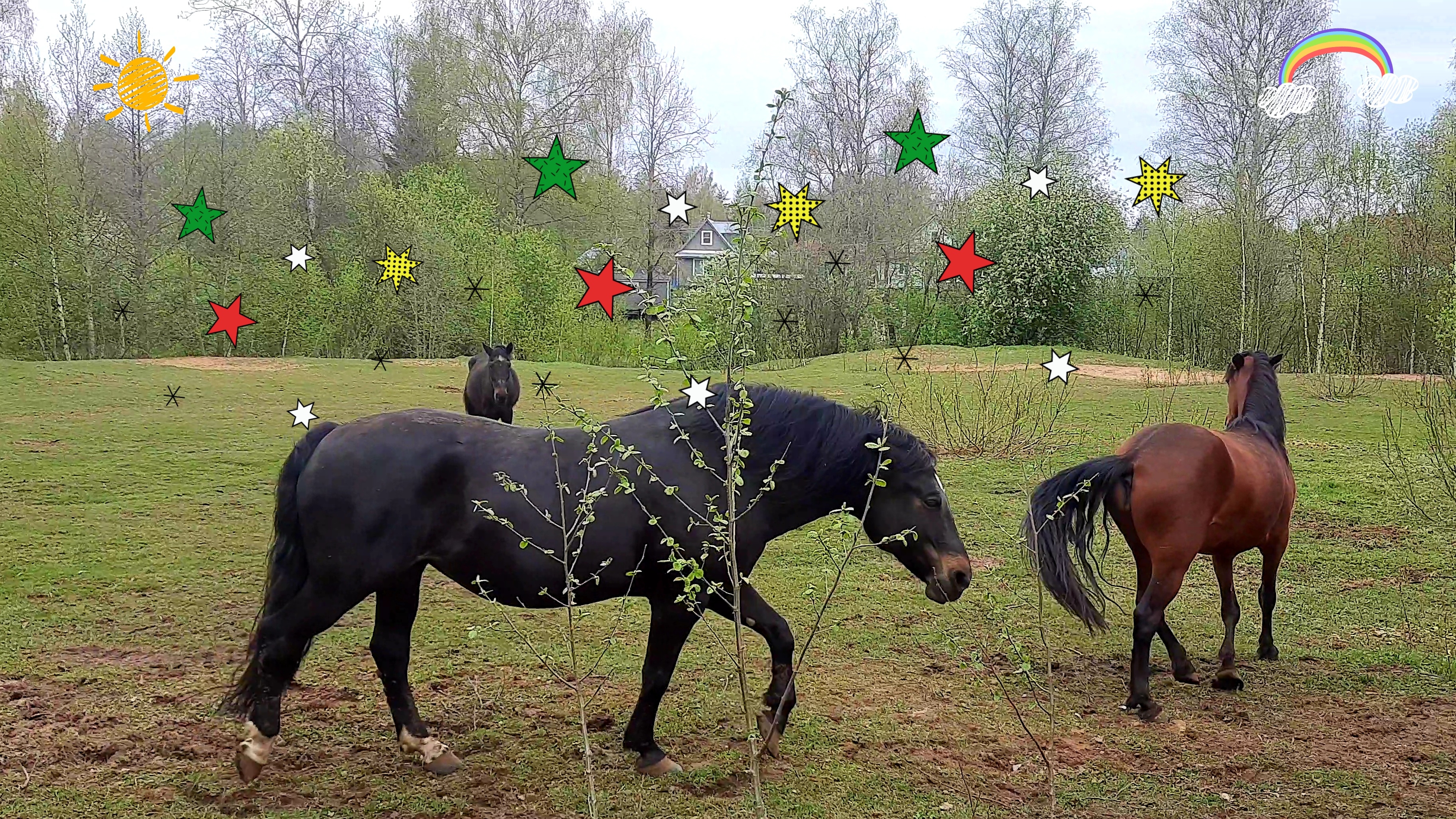 ❤КРАСИВЫЕ ЛОШАДКИ ГУЛЯЮТ НА ЛУГУ💜КУШАЮТ ТРАВКУ🥰 #Лето #животные #природа #мои видео обзор