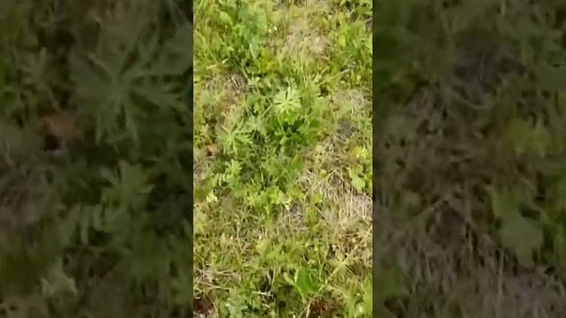 #коп #тх850 #metaldetector #ст944 #металлоискатель #shortvideo #shorts #short смотреть онлайн