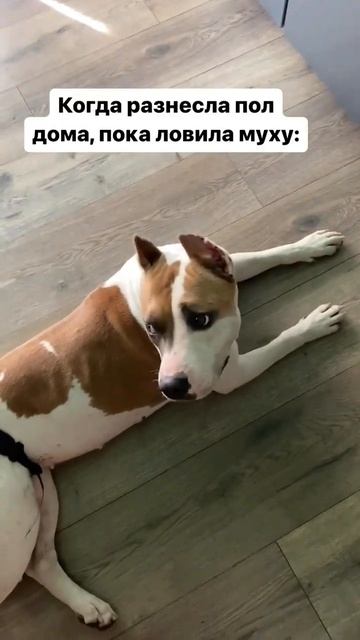 Амстафф в погоне за мухами #shorts #shortvideo #amstaff #staff смотреть онлайн