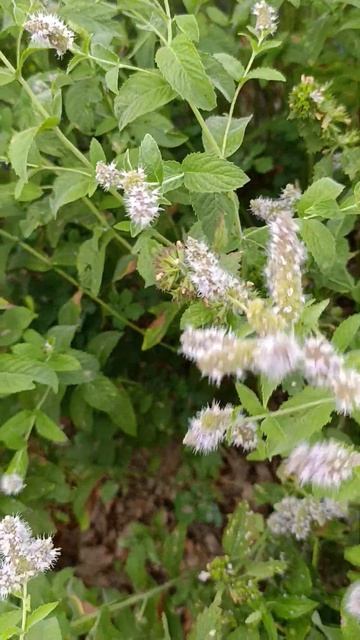 Мята в полисаднике. смотреть онлайн