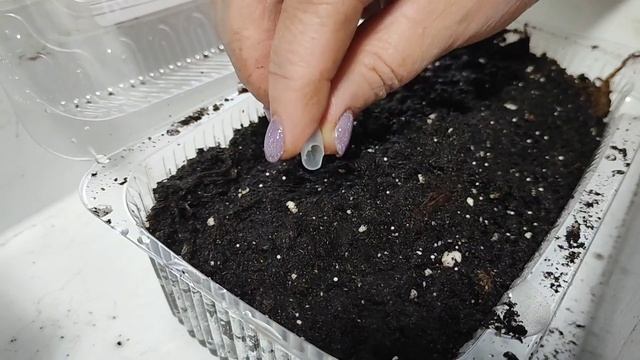 ПОСЕВ ЦВЕТОВ 🌱 смотреть онлайн