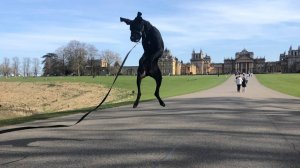 Смешные и забавные животные |  Восхитительные котики и собачки