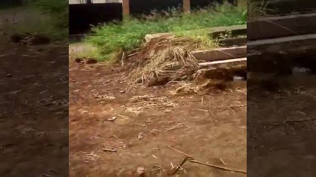 Буроям мини в Кемерово смотреть онлайн