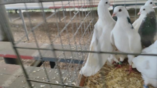 18.05.2025г ст.Бронницы ч.2 смотреть онлайн