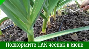 Подкормите чеснок так в июне и урожай вас ОЧЕНЬ порадует Подкормка чеснока в июне
