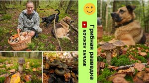 Грибная разведка 01 сентября 2024. Всеволожский район.