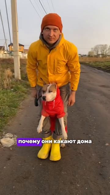 Вопросы собаки стаффорда #shortvideo #staff #стаффорд #стаффордширскийтерьер #amstaff #амстафф смотреть онлайн
