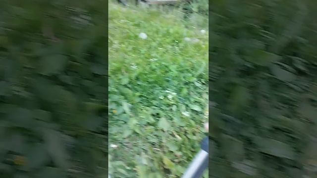 Триммер Чемпион.Обслуживание и запуск.26.05.24 г. смотреть онлайн