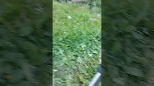Триммер Чемпион.Обслуживание и запуск.26.05.24 г.