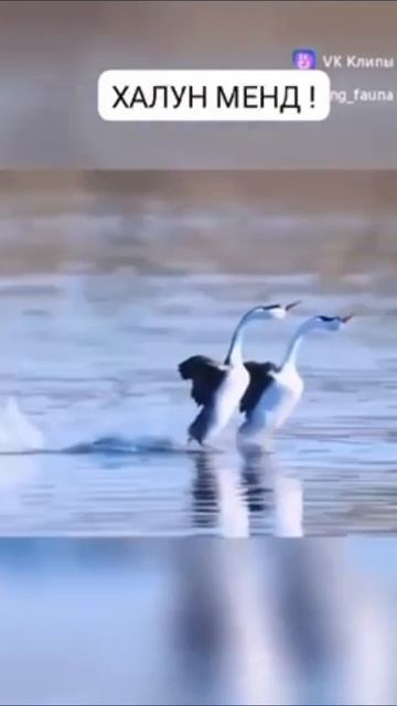 Хальмг бииль. смотреть онлайн